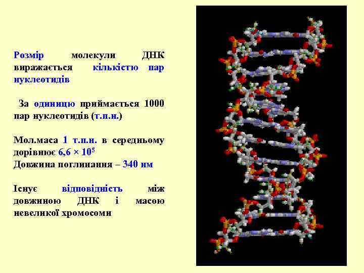 Розмір молекули ДНК виражається кількістю пар нуклеотидів За одиницю приймається 1000 пар нуклеотидів (т.
