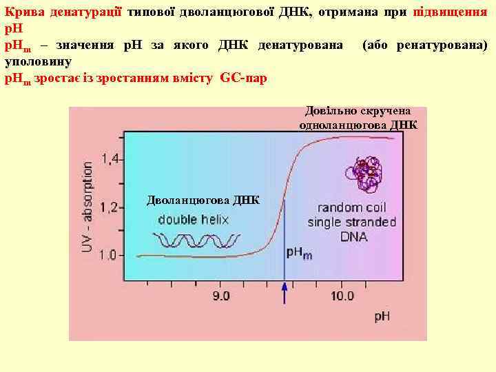 Крива денатурації типової дволанцюгової ДНК, отримана при підвищення р. Нm – значення р. Н