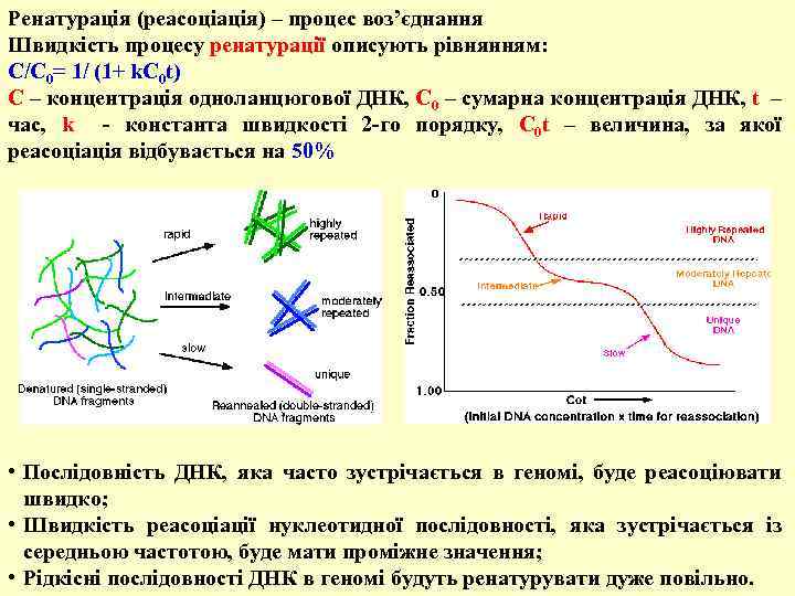 Ренатурація (реасоціація) – процес воз’єднання Швидкість процесу ренатурації описують рівнянням: С/С 0= 1/ (1+