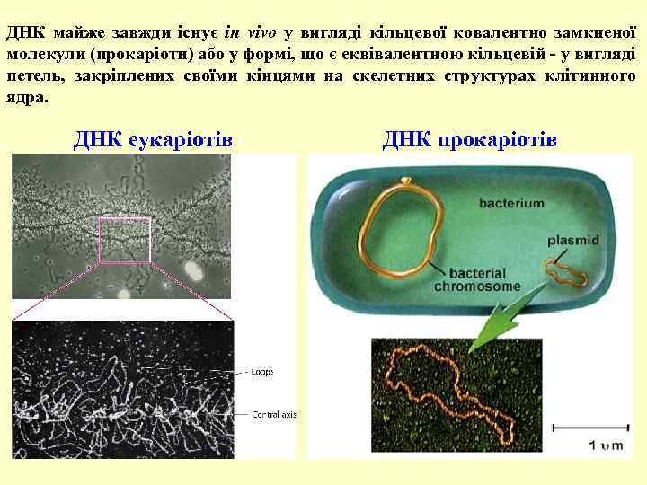 ДНК майже завжди існує іn vivo у вигляді кільцевої ковалентно замкненої молекули (прокаріоти) або