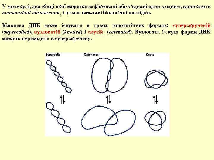 У молекулі, два кінці якої жорстко зафіксовані або з’єднані один з одним, виникають топологічні