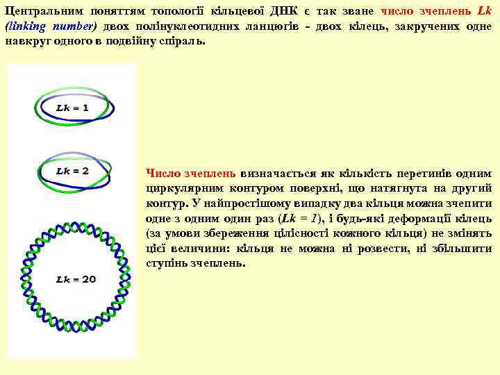 Центральним поняттям топології кільцевої ДНК є так зване число зчеплень Lk (linking number) двох