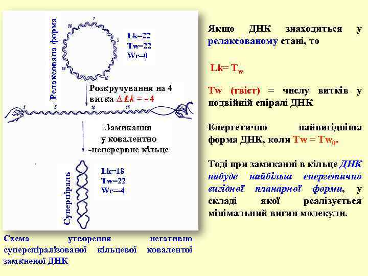 Релаксована форма Lk=22 Tw=22 Wr=0 Якщо ДНК знаходиться релаксованому стані, то у Lk= Тw