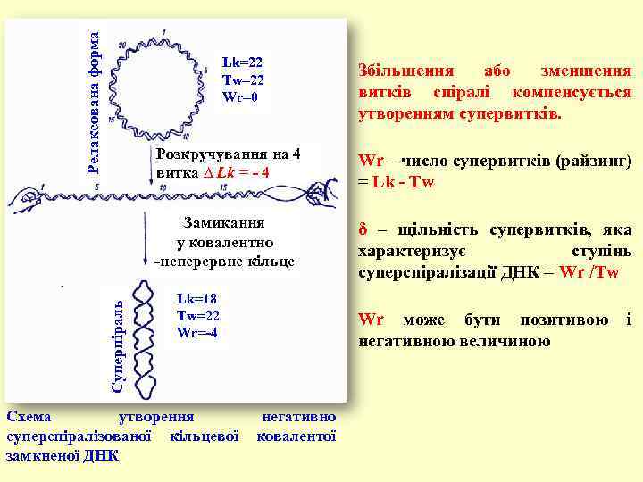 Релаксована форма Lk=22 Tw=22 Wr=0 Збільшення або зменшення витків спіралі компенсується утворенням супервитків. Wr
