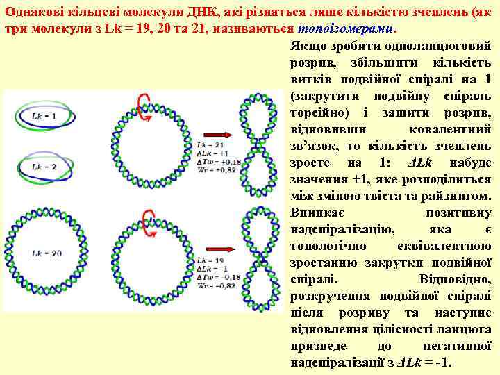 Однакові кільцеві молекули ДНК, які різняться лише кількістю зчеплень (як три молекули з Lk