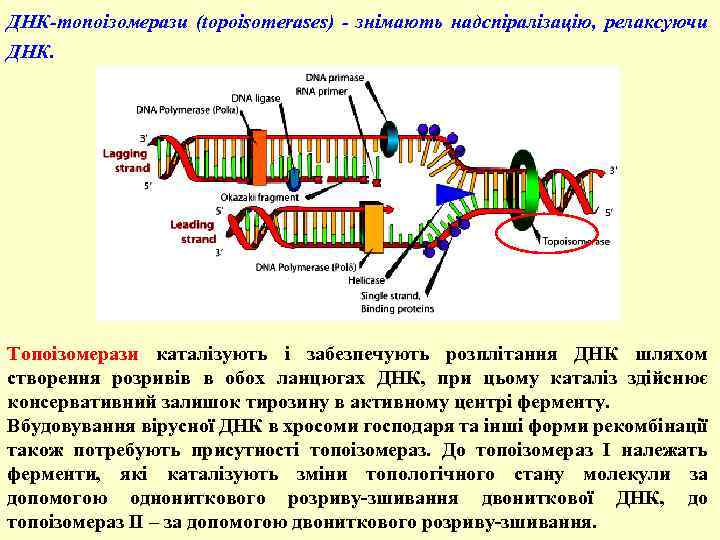 ДНК-топоізомерази (topoisomerases) - знімають надспіралізацію, релаксуючи ДНК. Топоізомерази каталізують і забезпечують розплітання ДНК шляхом