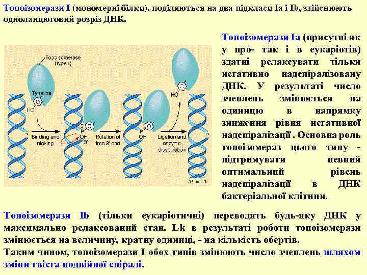 Топоізомерази І (мономерні білки), поділяються на два підкласи Іa і Іb, здійснюють одноланцюговий розріз