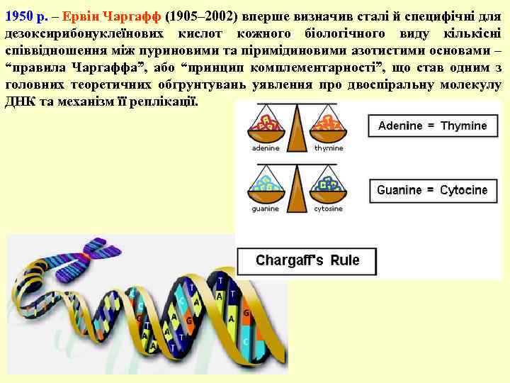 1950 р. – Ервін Чаргафф (1905– 2002) вперше визначив сталі й специфічні для дезоксирибонуклеїнових