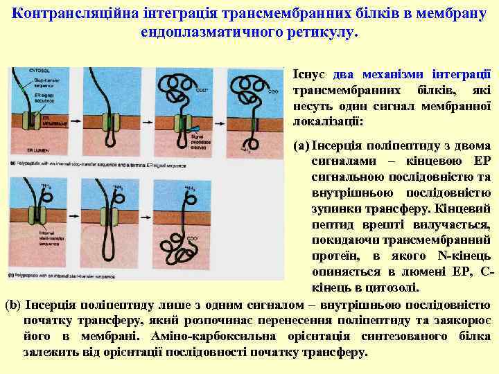 Контрансляційна інтеграція трансмембранних білків в мембрану ендоплазматичного ретикулу. Існує два механізми інтеграції трансмембранних білків,