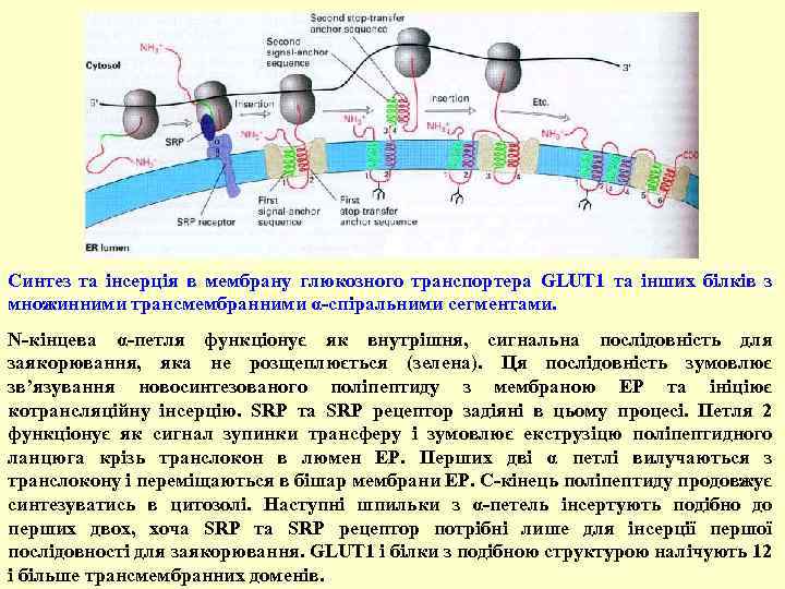 Синтез та інсерція в мембрану глюкозного транспортера GLUT 1 та інших білків з множинними