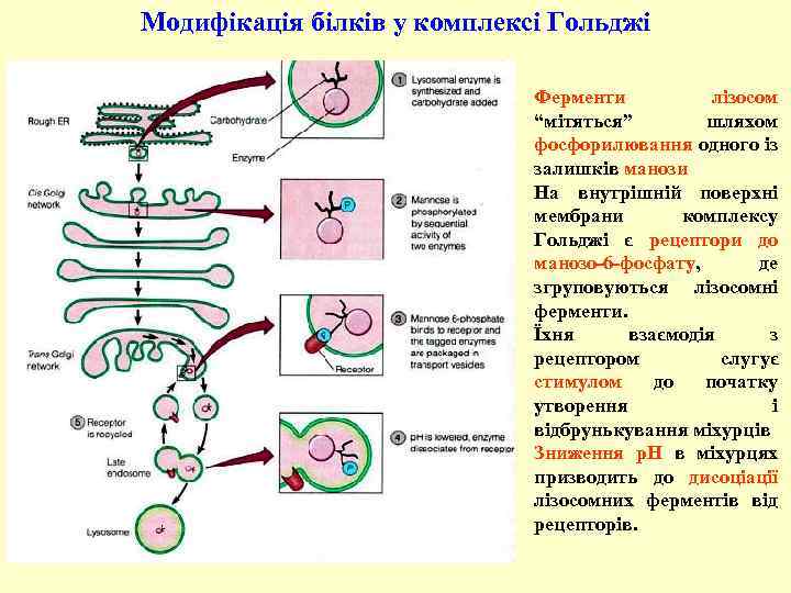 Модифікація білків у комплексі Гольджі Ферменти лізосом “мітяться” шляхом фосфорилювання одного із залишків манози