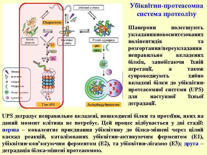 Убіквітин-протеасомна система протеолізу Шаперони полегшують укладання овосинтезованих н поліпептидів та розгортання/переукладання неправильно вкладених білків,