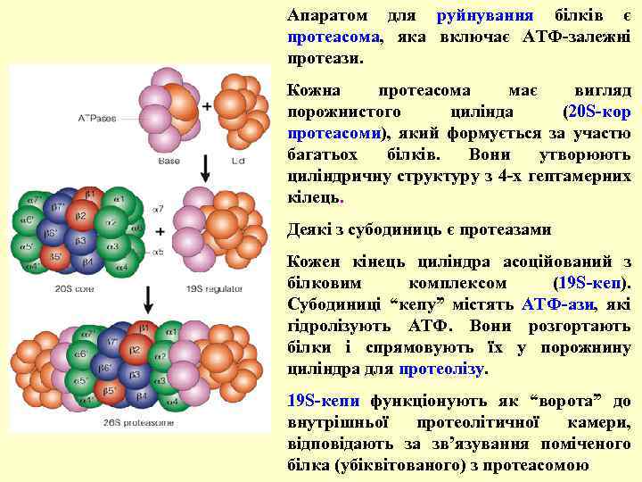 Апаратом для руйнування білків є протеасома, яка включає АТФ-залежні протеази. Кожна протеасома має вигляд