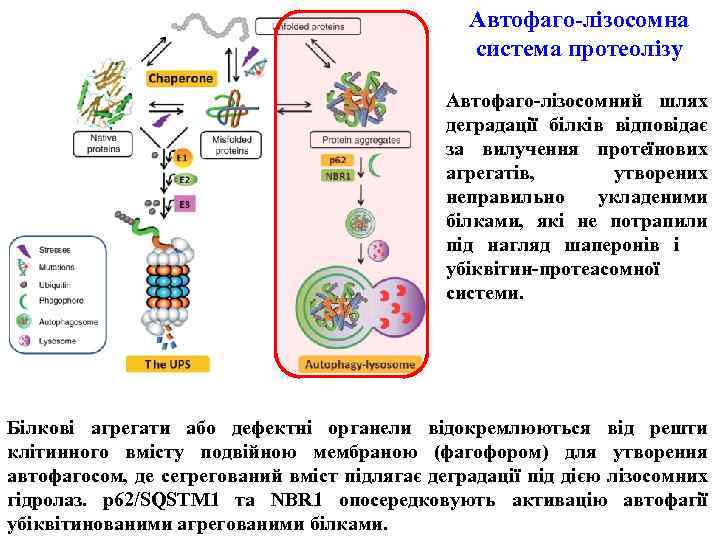 Автофаго-лізосомна система протеолізу Автофаго-лізосомний шлях деградації білків відповідає за вилучення протеїнових агрегатів, утворених неправильно