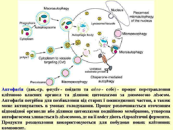 Автофагія (дав. -гр. φαγεῖν - поїдати та αὐτο - себе) - процес перетравлення клітиною