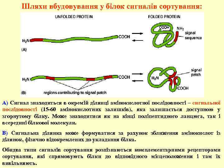 Шляхи вбудовування у білок сигналів сортування: А) Сигнал знаходиться в окремій ділянці амінокислотної послідовності