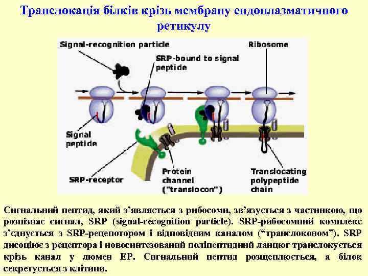 Транслокація білків крізь мембрану ендоплазматичного ретикулу Сигнальний пептид, який з’являється з рибосоми, зв’язується з