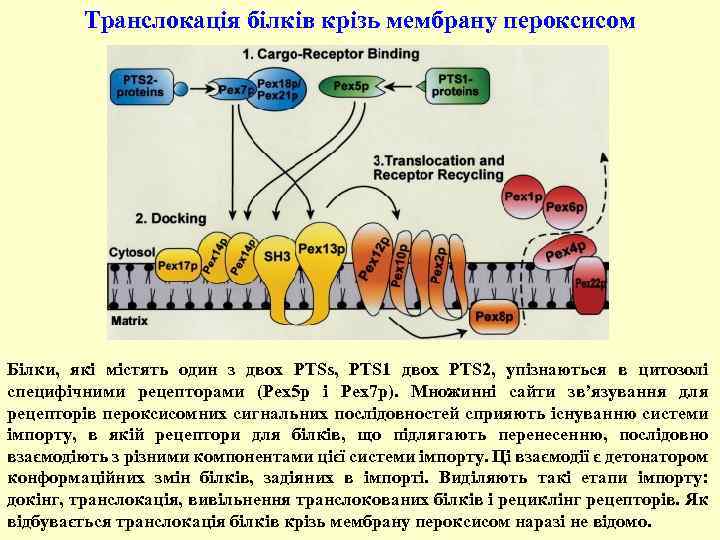 Транслокація білків крізь мембрану пероксисом Білки, які містять один з двох PTSs, PTS 1