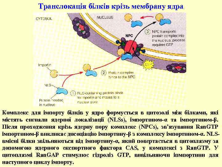 Транслокація білків крізь мембрану ядра Комплекс для імпорту білків у ядро формується в цитозолі