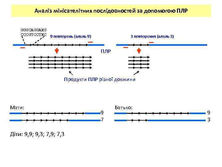 Аналіз мінісателітних послідовностей за допомогою ПЛР GGGCAGGAXG CCCGTCCTXC 9 повторень (алель 9) 3 повторення