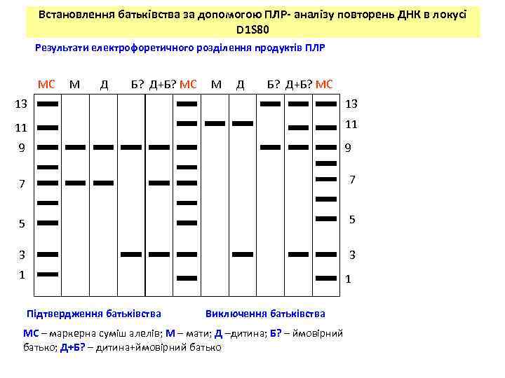 Встановлення батьківства за допомогою ПЛР- аналізу повторень ДНК в локусі D 1 S 80