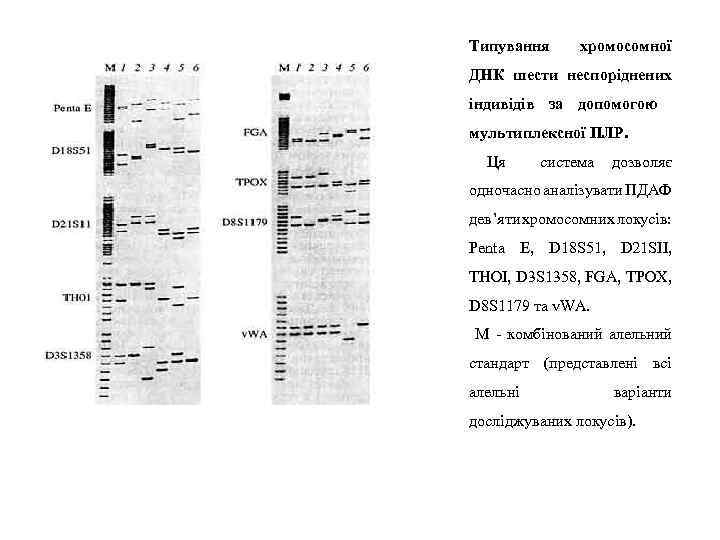 Типування хромосомної ДНК шести неспоріднених індивідів за допомогою мультиплексної ПЛР. Ця система дозволяє одночасно