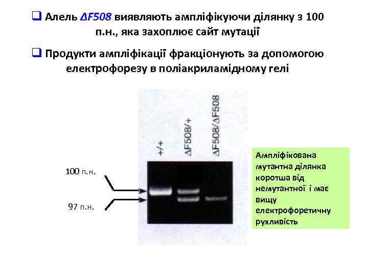 q Алель ΔF 508 виявляють ампліфікуючи ділянку з 100 п. н. , яка захоплює