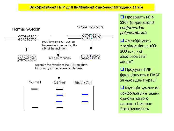 Використання ПЛР для виявлення однонуклеотидних замін q Проводять PCRSSCP (single-strand conformation polymorphism) q Ампліфікують