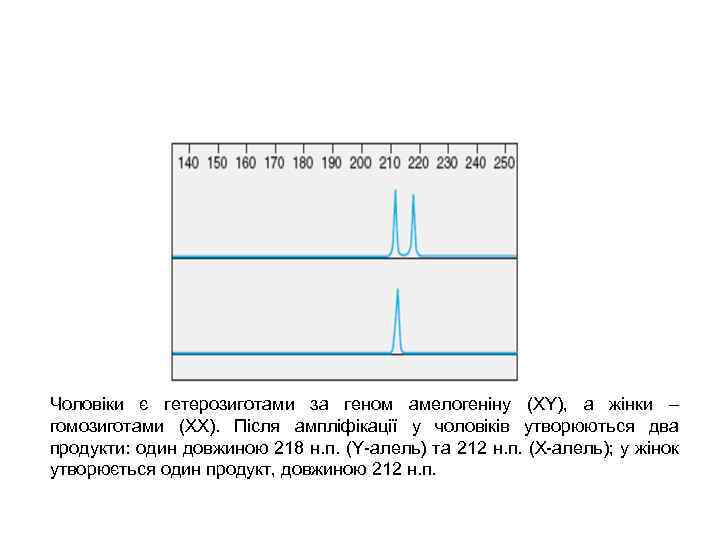 Чоловіки є гетерозиготами за геном амелогеніну (XY), а жінки – гомозиготами (XX). Після ампліфікації