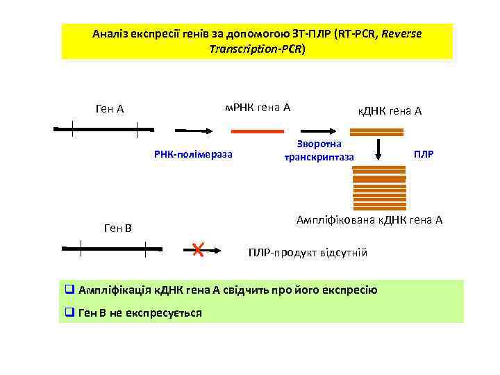 Аналіз експресії генів за допомогою ЗТ-ПЛР (RT-PCR, Reverse Transcription-PCR) м. РНК гена А Ген