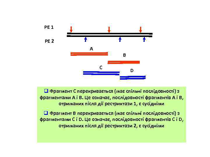 РЕ 1 РЕ 2 А В С D q Фрагмент С перекривається (має спільні