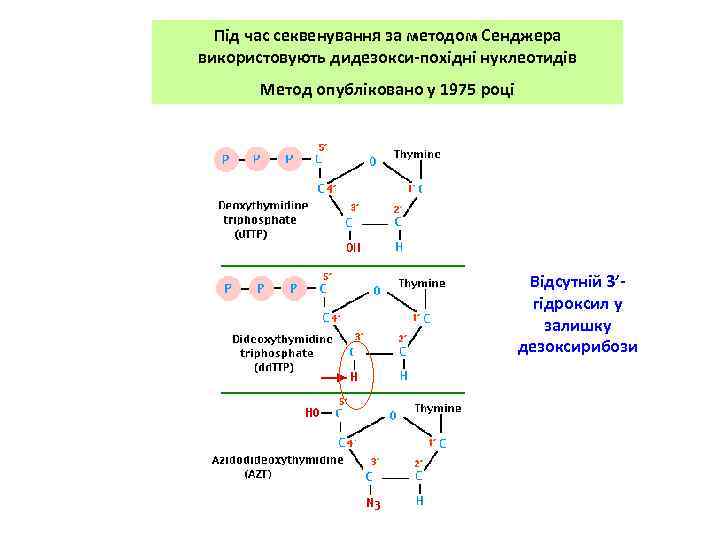 Під час секвенування за методом Сенджера використовують дидезокси-похідні нуклеотидів Метод опубліковано у 1975 році