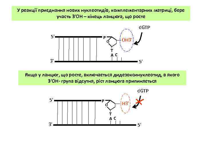 У реакції приєднання нових нуклеотидів, комплементарних матриці, бере участь 3’OH – кінець ланцюга, що
