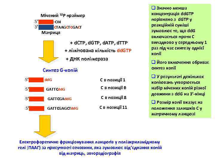 Мічений 32 Р праймер 5’ 3’ OH CTAAGCTCGACT Матриця + d. CTP, d. GTP,