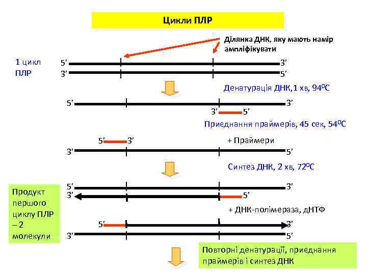 Цикли ПЛР Ділянка ДНК, яку мають намір ампліфікувати 1 цикл ПЛР 5’ 3’ 3’