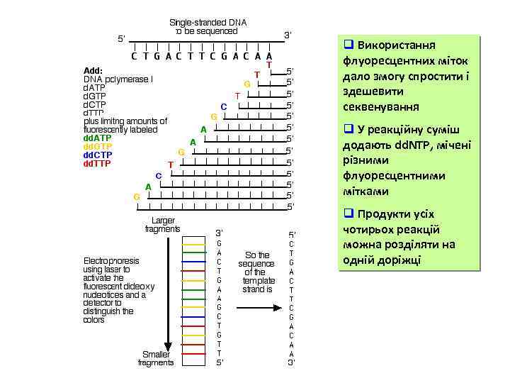 q Використання флуоресцентних міток дало змогу спростити і здешевити секвенування q У реакційну суміш