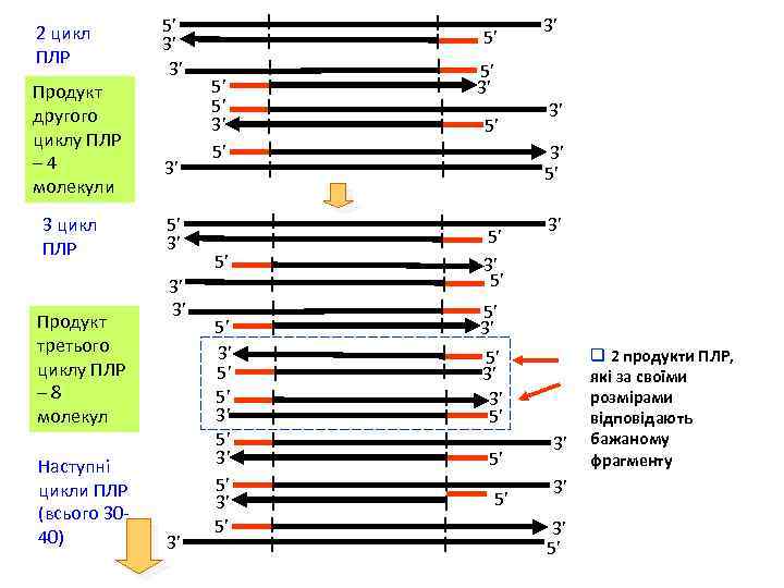 2 цикл ПЛР Продукт другого циклу ПЛР – 4 молекули 3 цикл ПЛР Продукт
