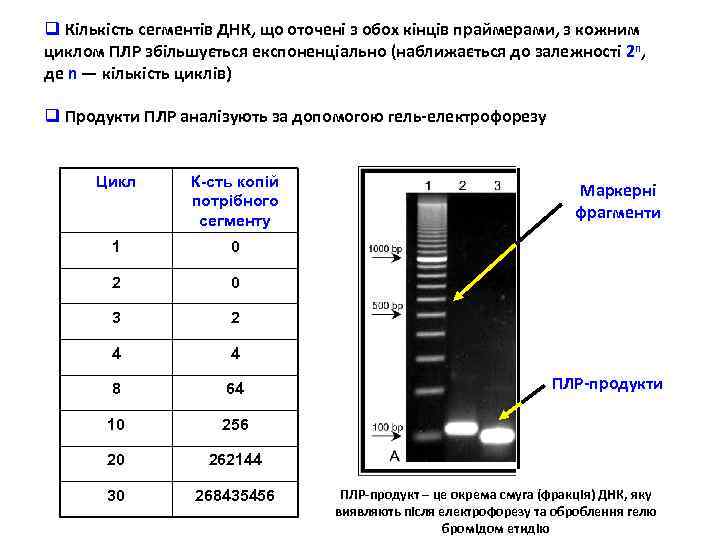 q Кількість сегментів ДНК, що оточені з обох кінців праймерами, з кожним циклом ПЛР