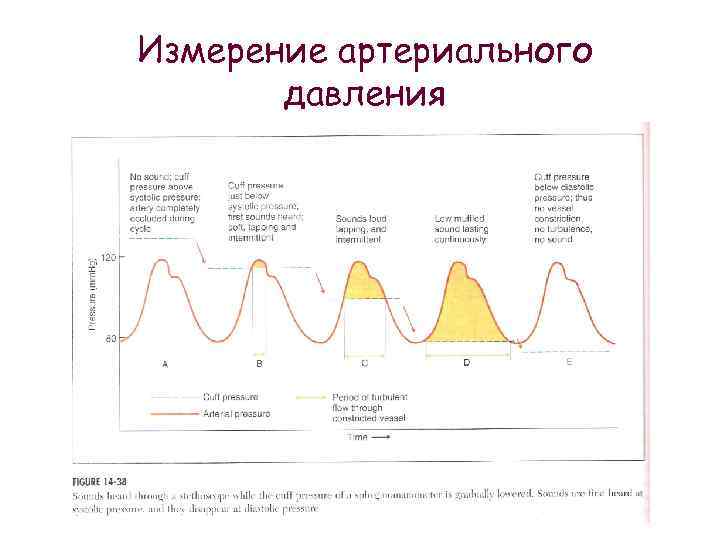 Измерение артериального давления 