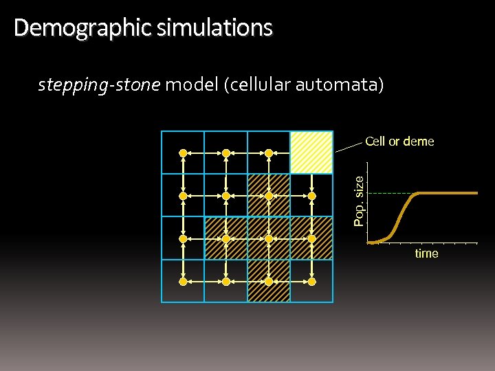 Demographic simulations stepping-stone model (cellular automata) Pop. size Cell or deme time 