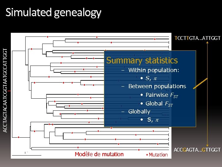 Simulated genealogy ACCTAGTACAATCGGTAATGCCATTGGT TCCTTGTA…ATTGGT Summary statistics – Within population: • S, p – Between