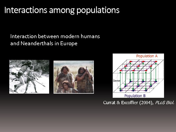 Interactions among populations Interaction between modern humans and Neanderthals in Europe Currat & Excoffier