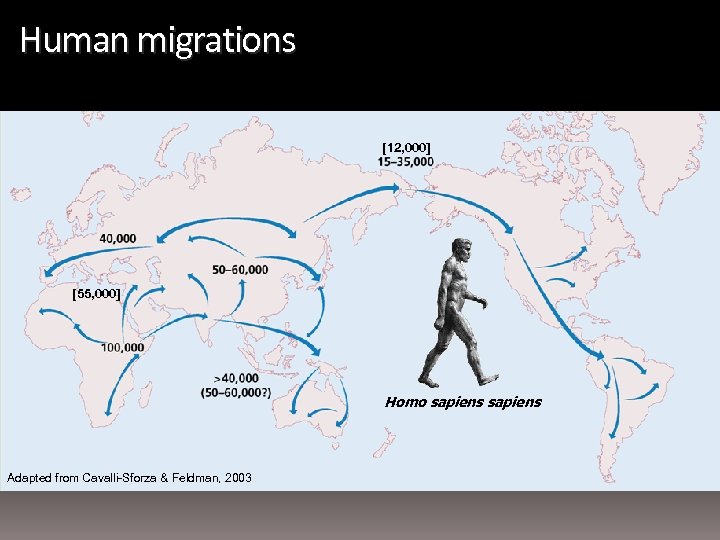 Human migrations [12, 000] [55, 000] Homo sapiens Adapted from Cavalli-Sforza & Feldman, 2003