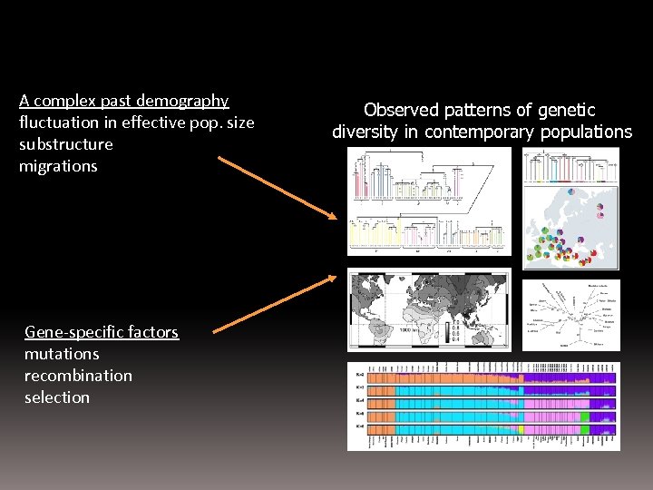 A complex past demography fluctuation in effective pop. size substructure migrations Gene-specific factors mutations