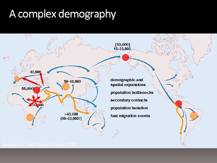 A complex demography [10, 000] [55, 000] demographic and spatial expansions population bottlenecks secondary