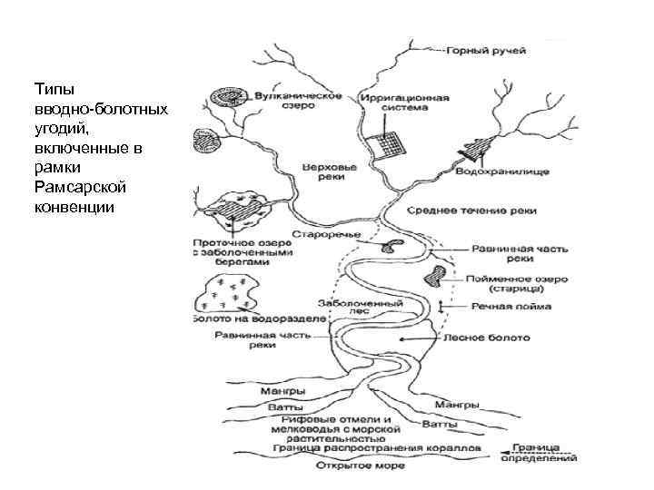 Типы вводно-болотных угодий, включенные в рамки Рамсарской конвенции 