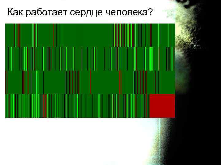 Как работает сердце человека? 