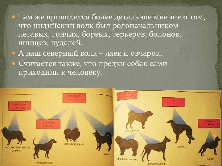  Там же приводится более детальное мнение о том, что индийский волк был родоначальником