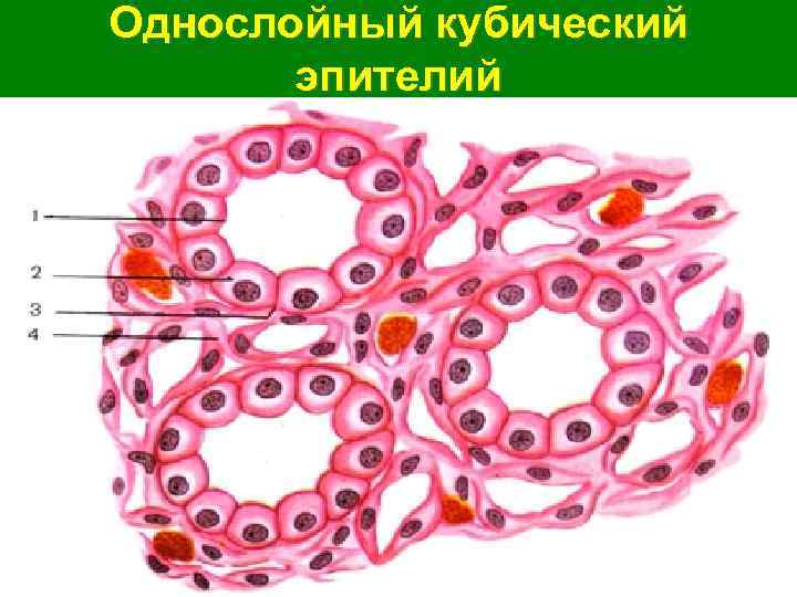 Однослойный кубический эпителий 