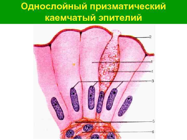 Однослойный призматический каемчатый эпителий 